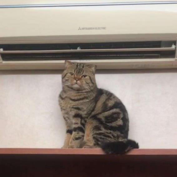 Halten Sie die Katze nicht unter Klimaanlage